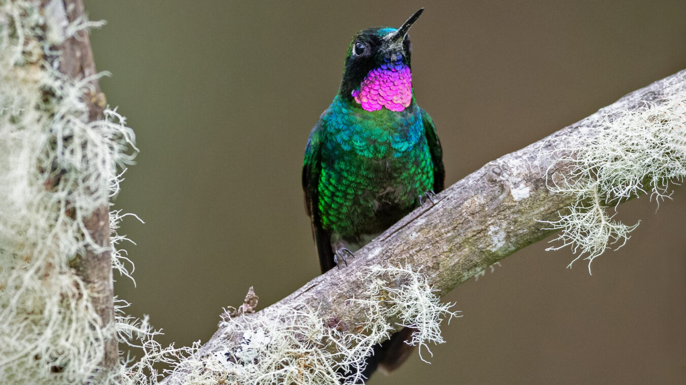 small bird with long bill and head turned to the front and flashing its colorful fuchsia gorget