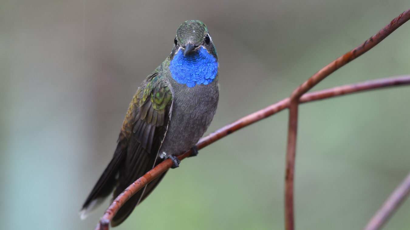 small bird with long bill and head turned to the front and flashing its colorful blue gorget
