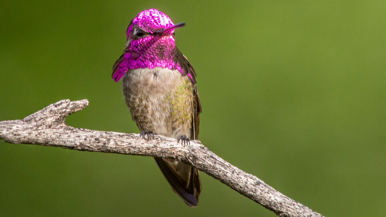 Small perched bird with buffy belly and bright pink head and neck