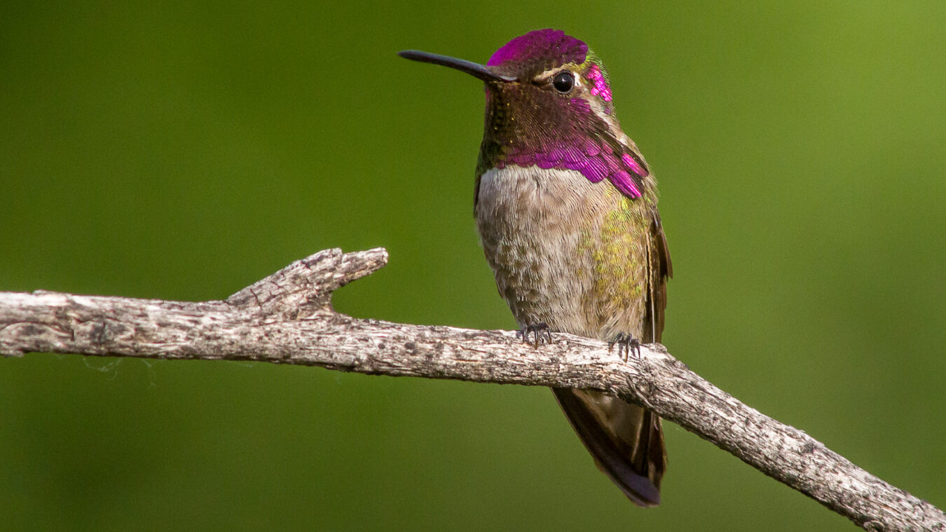 Small perched bird with buffy belly and brownish pink throat and head