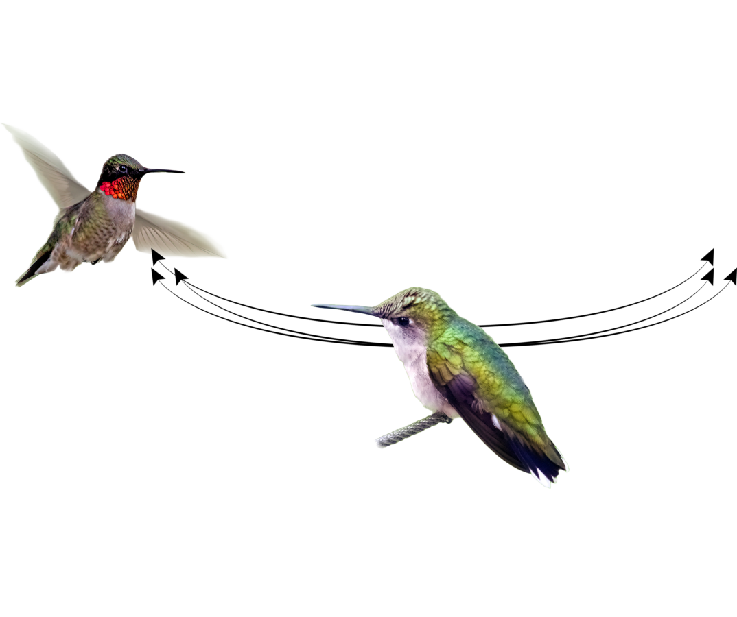 Diagram showing horizontal shuttles courtship display of male hummingbird with female hummingbird watching