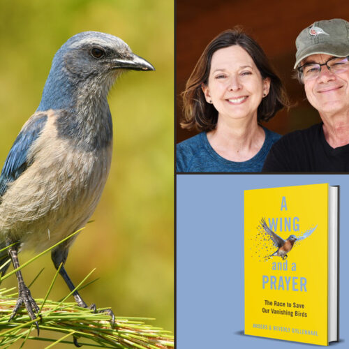 Collage image of Florida Scrub-Jay, authors, and book cover