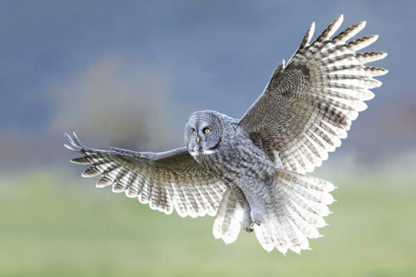 Great Gray Owl in flight