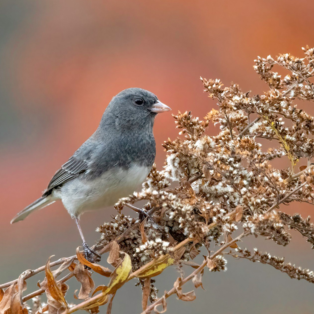 Small gray bird with white belly perched on dried plant.