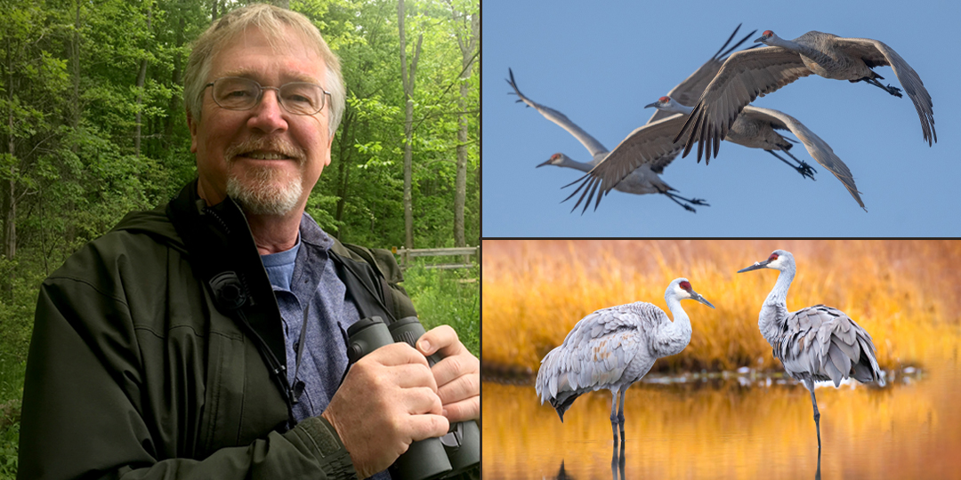 Kevin holding binoculars next to photos of cranes in flight and standing in water.
