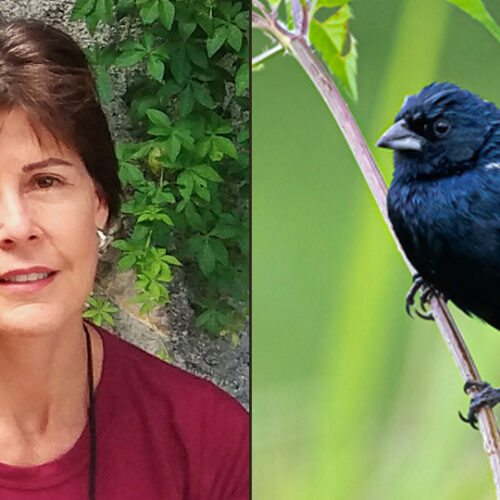 Image of woman with short brown hair next to image of medium-sized black bird perched on thin branch.