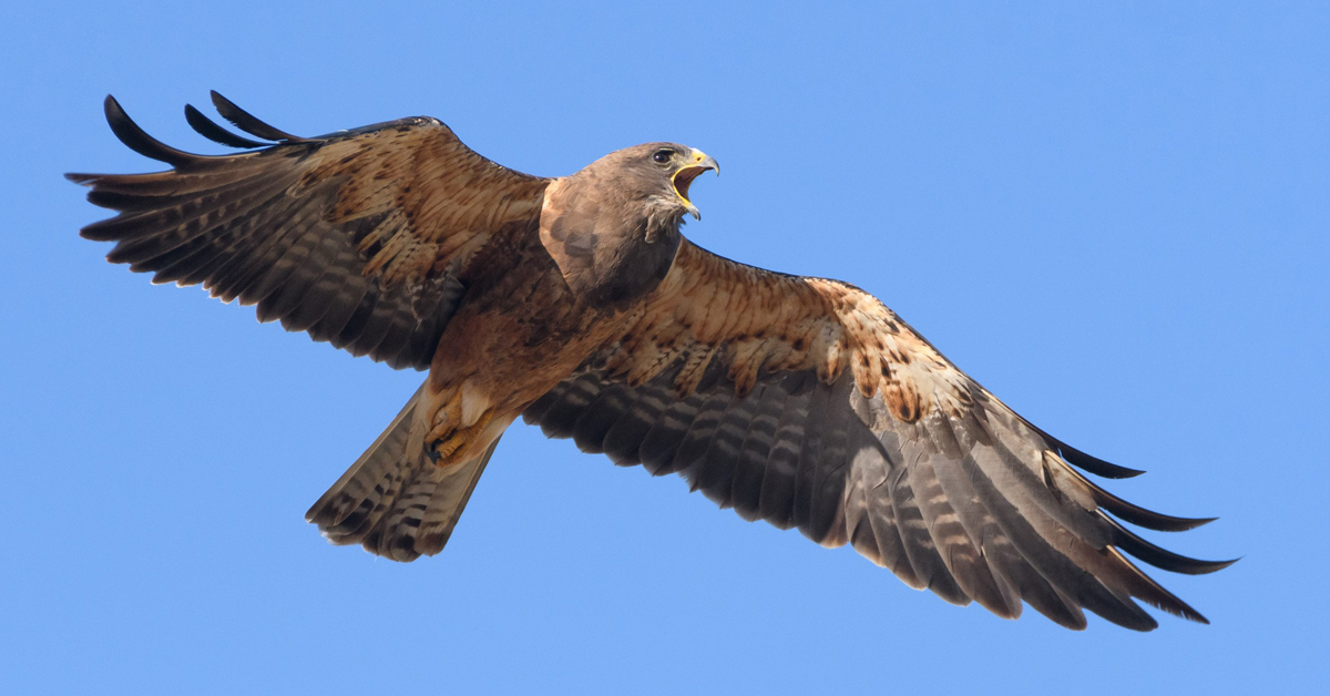 Sample Lesson: Hawk And Raptor Identification 