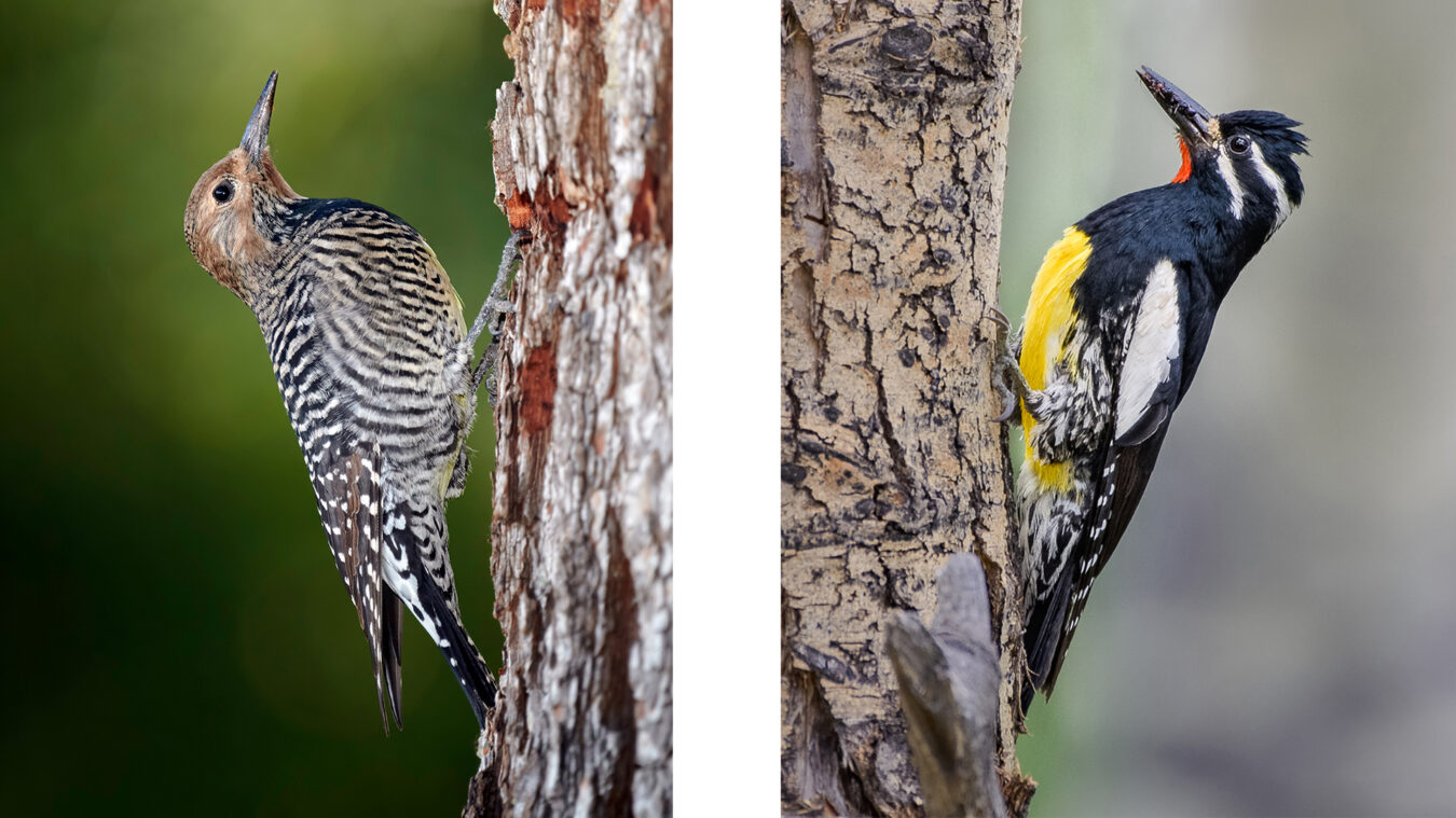 A brown and white barred bird and a yellow black and white bird perched on tree trunks