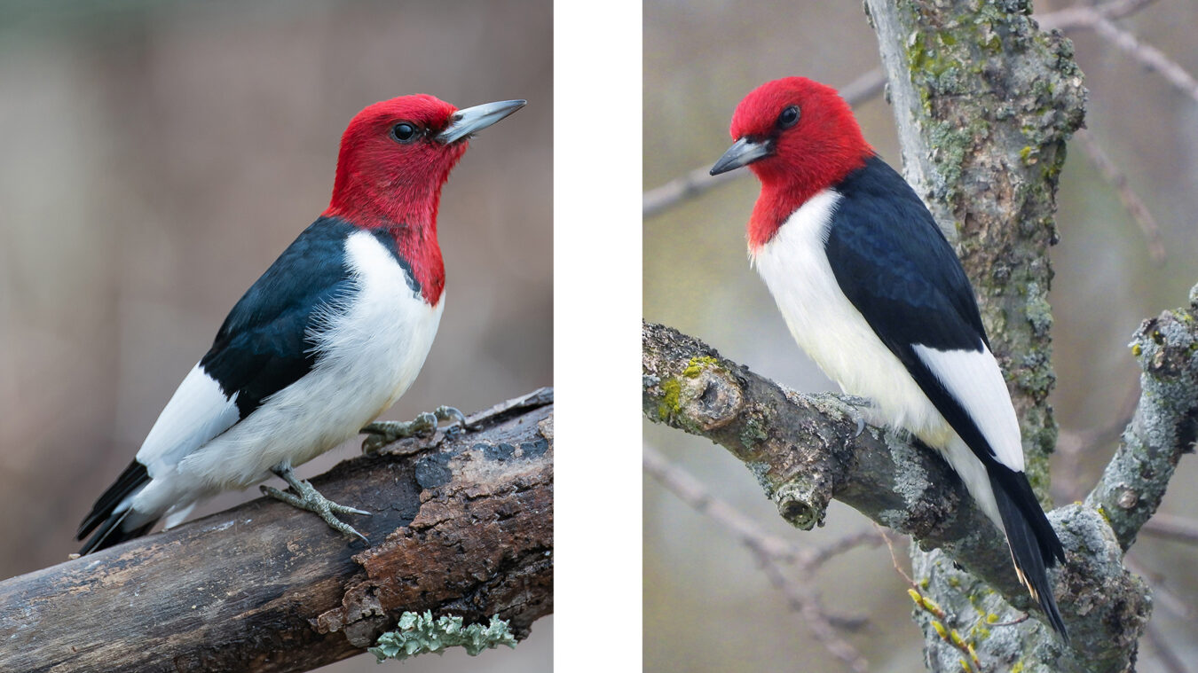 red white and black birds perched on tree branches