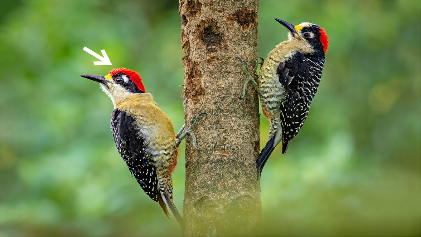 two red, black and yellow birds perched on either side of a tree trunk