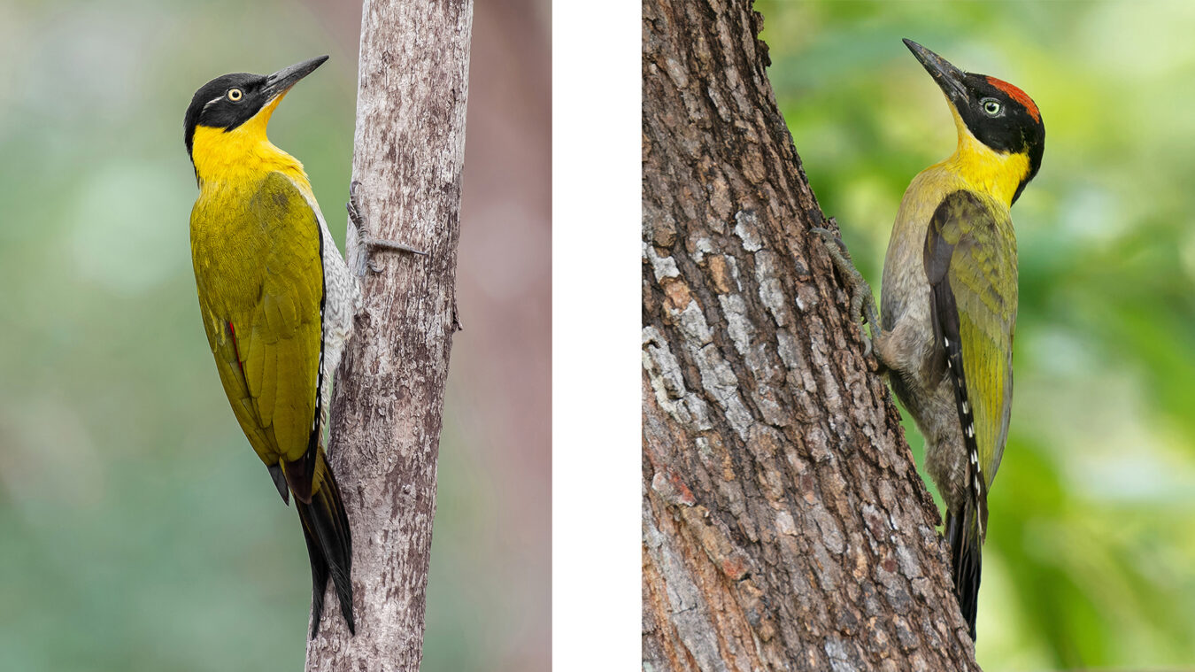 two yellow, green, and black birds perched on trees