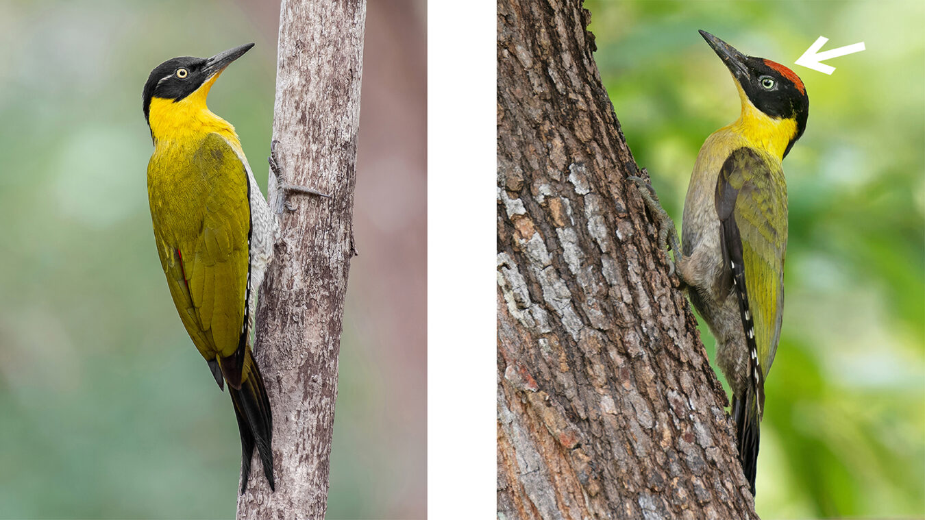 two yellow, green, and black birds perched on trees, with a white arrow pointing to the red crown on the male bird on the right