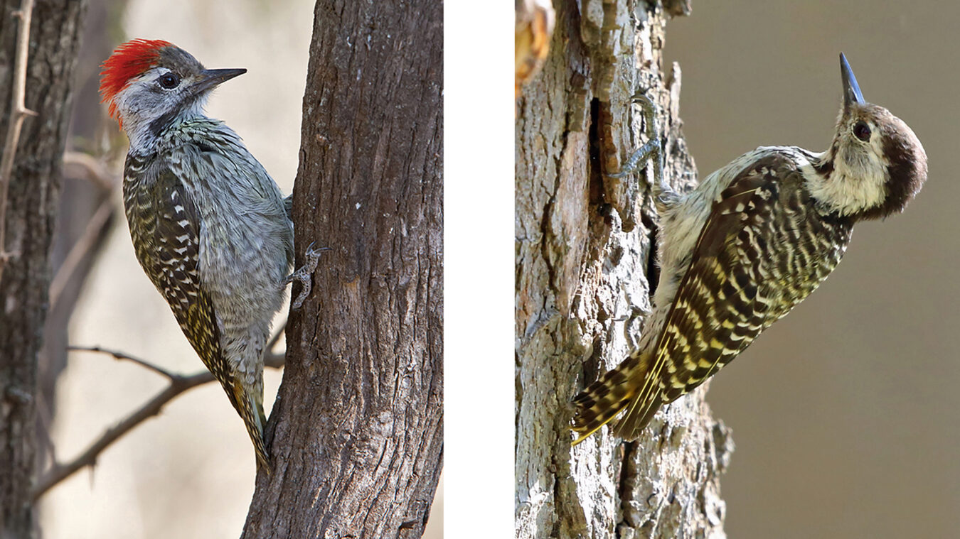 two brown-and-white streaked birds perched on tree trunks