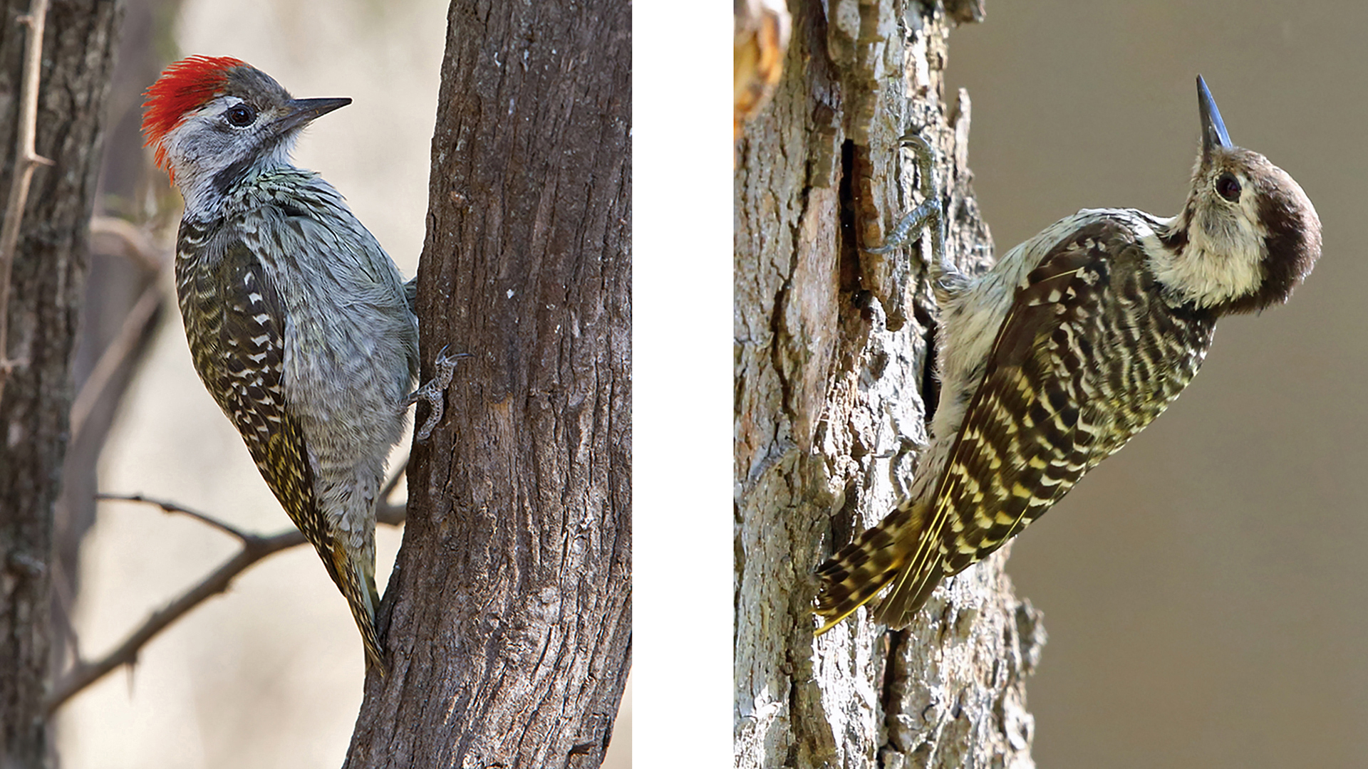 Free Preview: The Wonderful World of Woodpeckers Online Course