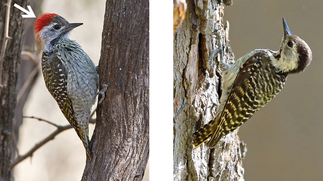 two brown-and-white streaked birds perched on tree trunks, white arrow points to red crown on the bird on the left