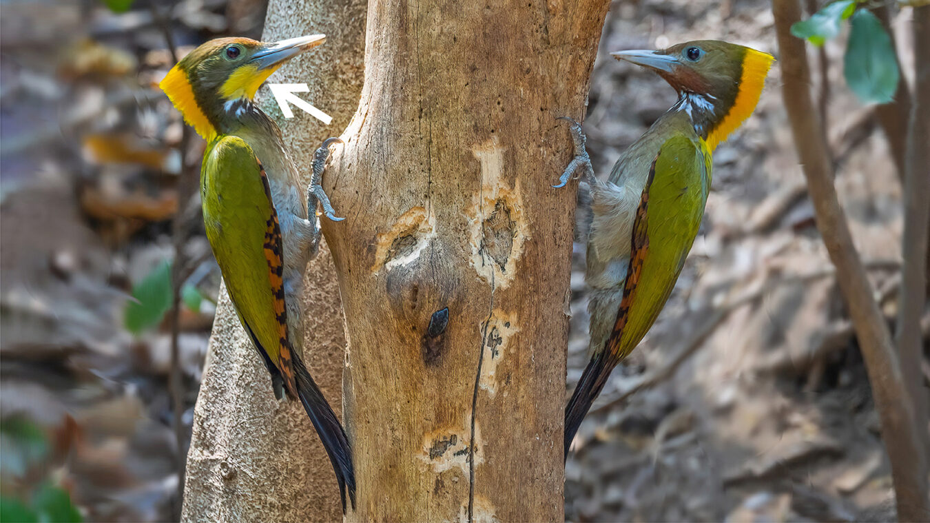two green woodpeckers with yellow nape on either side of tree trunk, arrow pointing to yellow throat on male woodpecker on the left