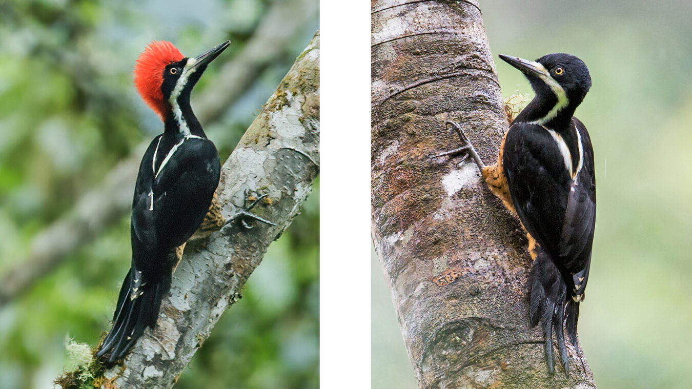 Two black and white woodpecker birds perched on tree trunks