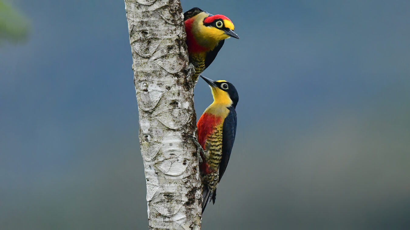 Two black, red, and yellow birds perched on a tree trunk