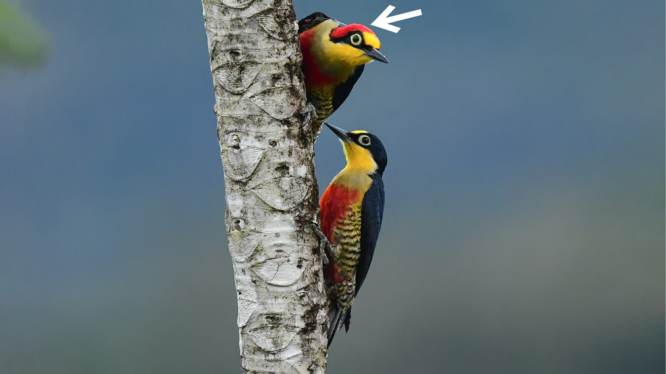 Two black, red, and yellow birds perched on a tree trunk with a white arrow pointing to the red crown on the bird at the top