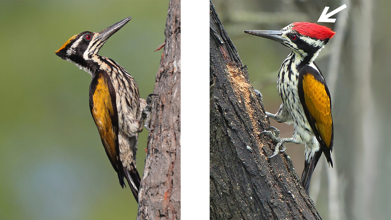 two yellow white and black birds perched on tree trunks with a white arrow pointing to the red crest on the bird on the left