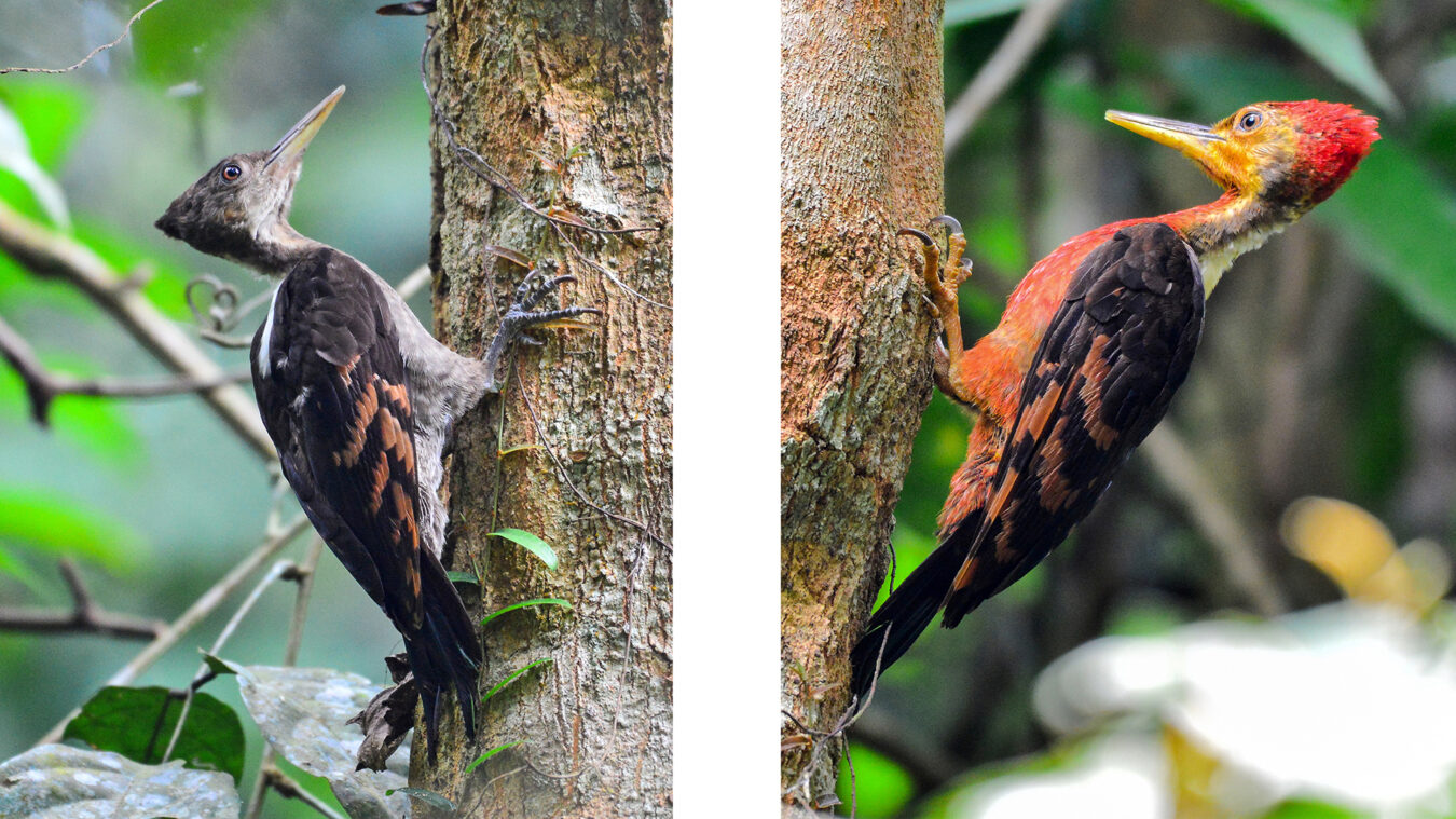 two orange and black birds perched on tree trunks