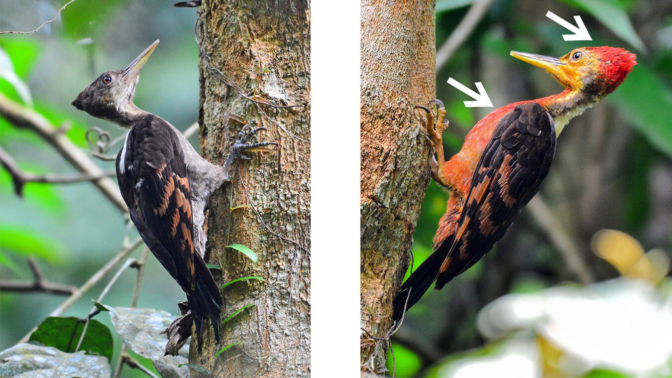 two orange and black birds perched on tree trunks with white arrows pointing to the red crest and breast of the bird on the right