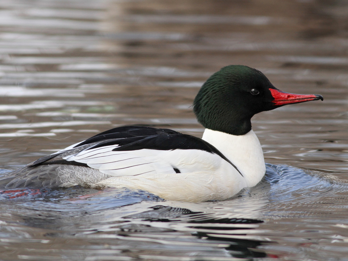 A duck with a bright beak, dark head, and mostly white body floats on the water.