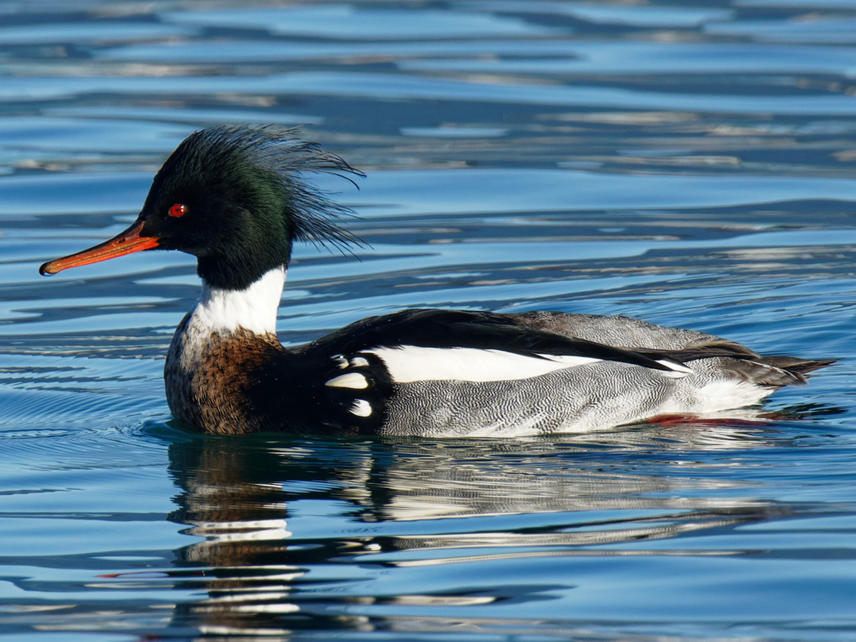 A duck with a long body, a whispy crest of feathers, dark head, and brown chest floats on the water.