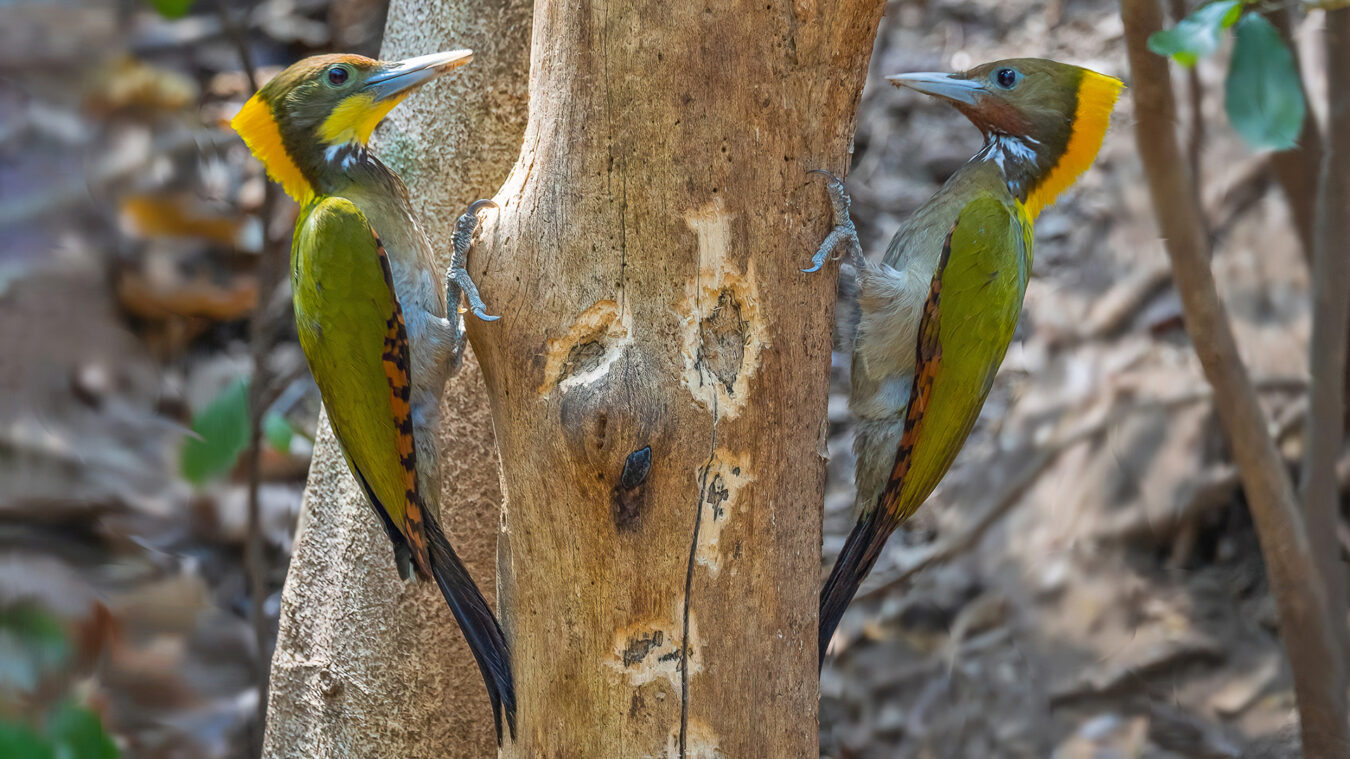 two green woodpeckers with yellow nape on either side of tree trunk