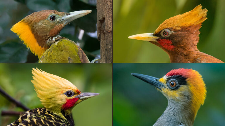 A grid of four woodpeckers with yellow crests
