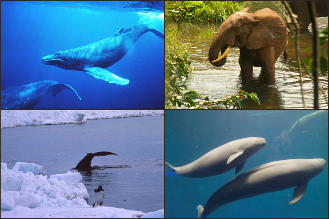 4 image collage with photos of whales, elephant, and porpoises