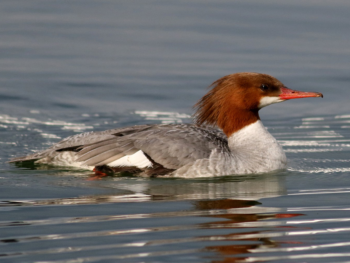 A duck with a whispy crest of feathers, red-brown head, white chest, and mostly gray body floats on the water.