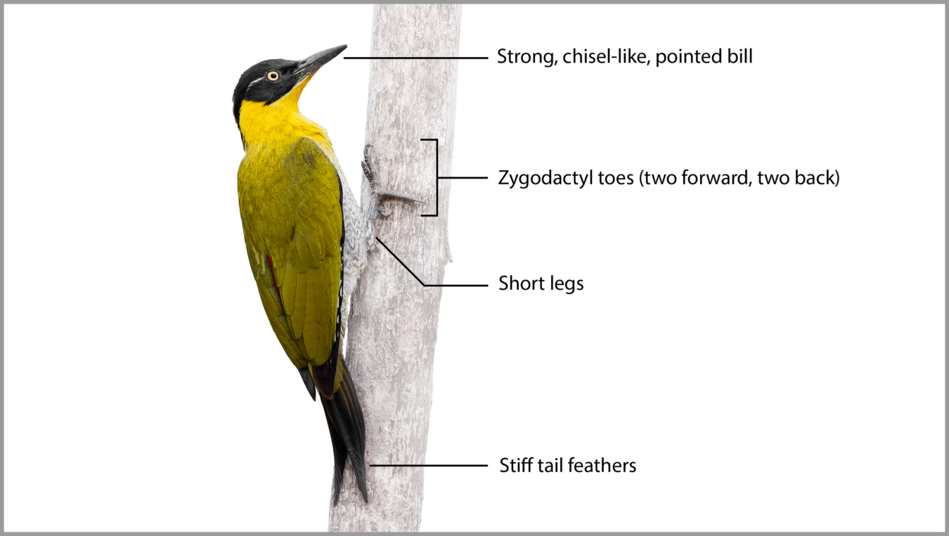 a green, black, and yellow woodpecker with bill, zygodactyl toes, legs, and tail feathers labeled