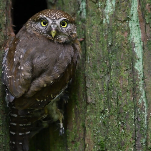 Links to the Can Owls Turn Their Heads 360 Degrees? Video