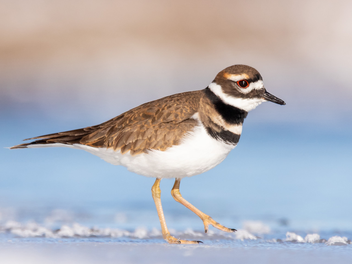 Brown, white and black bird with small black bill, two black chest bands, white belly and pale pink legs stands on the shore