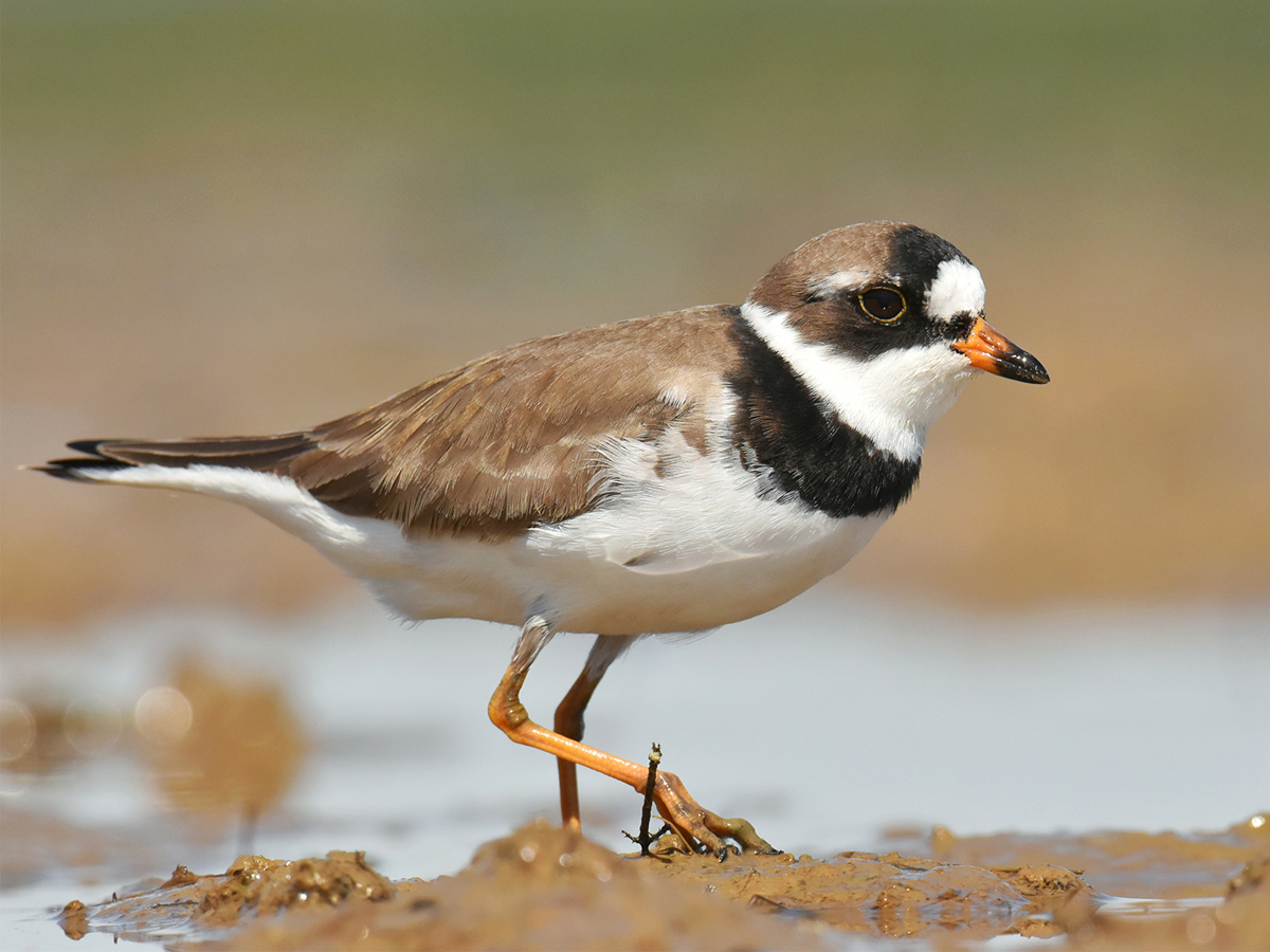 Brown black and white bird with white belly, small orange and black bill, black forehead, mask, and chestband, and orange legs stands in mud