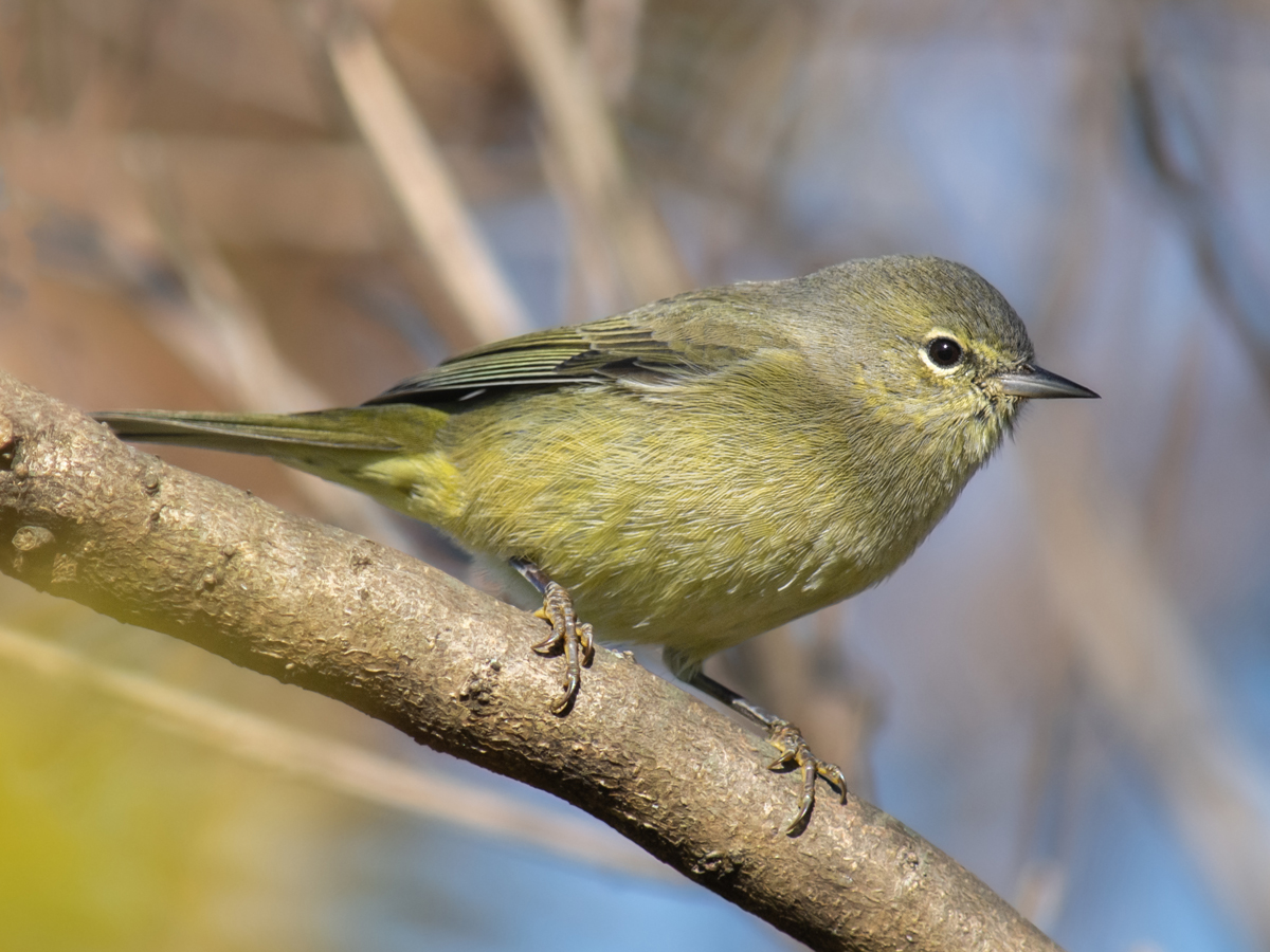 A warbler with a broken white eyering and gray-olive head perches on a branch