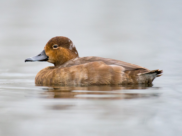 Redhead by Steve Wickliffe Redhead duck swimming, with lighter body and darker head.