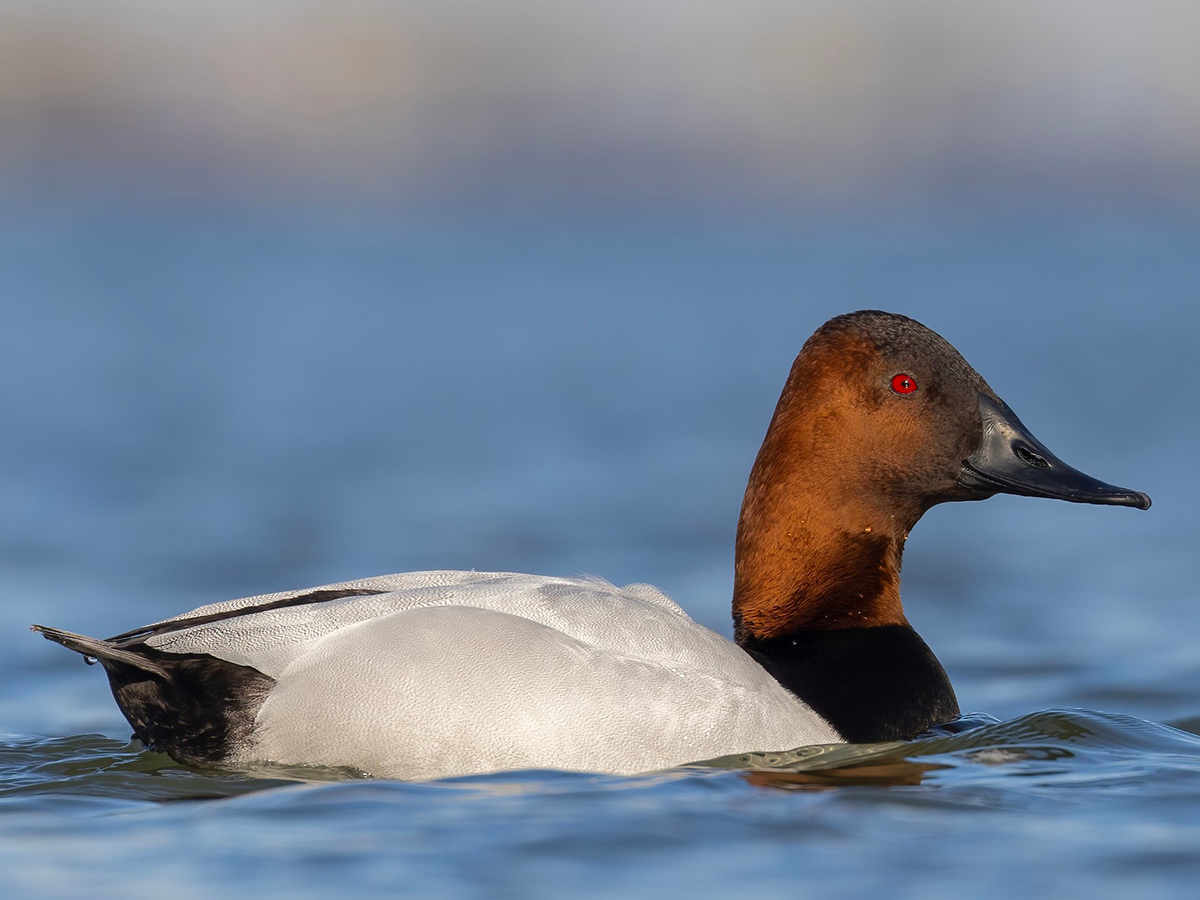 A canvasback with a reddish-brown head, bright red eye, and sloping black bill floats on water. Its neck is brown, its chest is black, and its body is white.