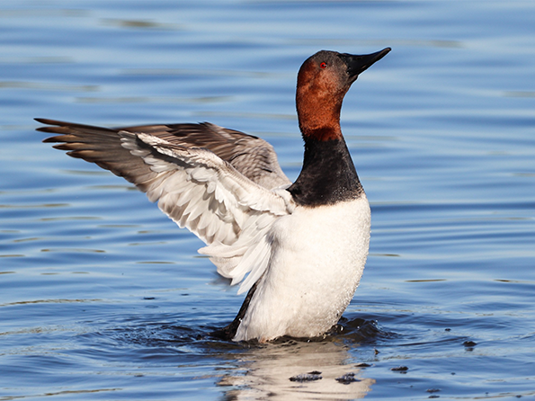 Canvasback duck with red head, white body, and wings raised above water surface.