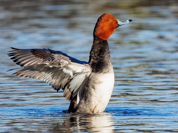 Redhead duck with red head, grey body, and wings outstretched in water.