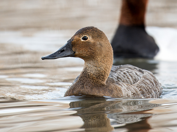 Canvasback duck swimming, showing brown head and brown/white streaked body.