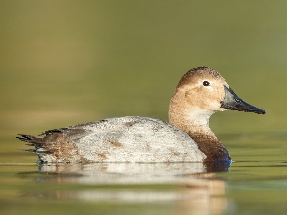 A light brown duck with a black bill floats on water, its body is pale gray.