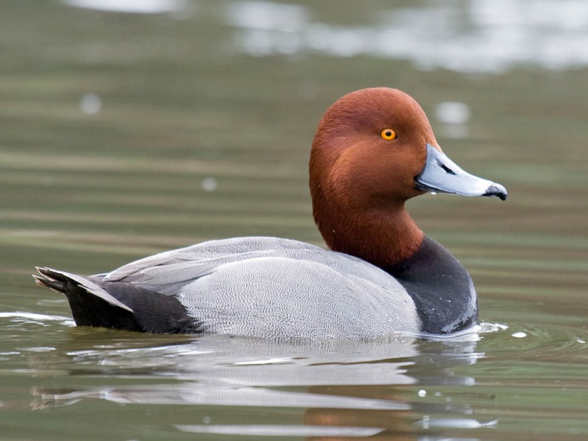 A duck with a red head, black chest, black bill, and gray body floats in water.