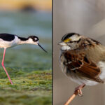 A Black-necked stilt stands on mossy ground on the left, while a white-throated sparrow perches on the right