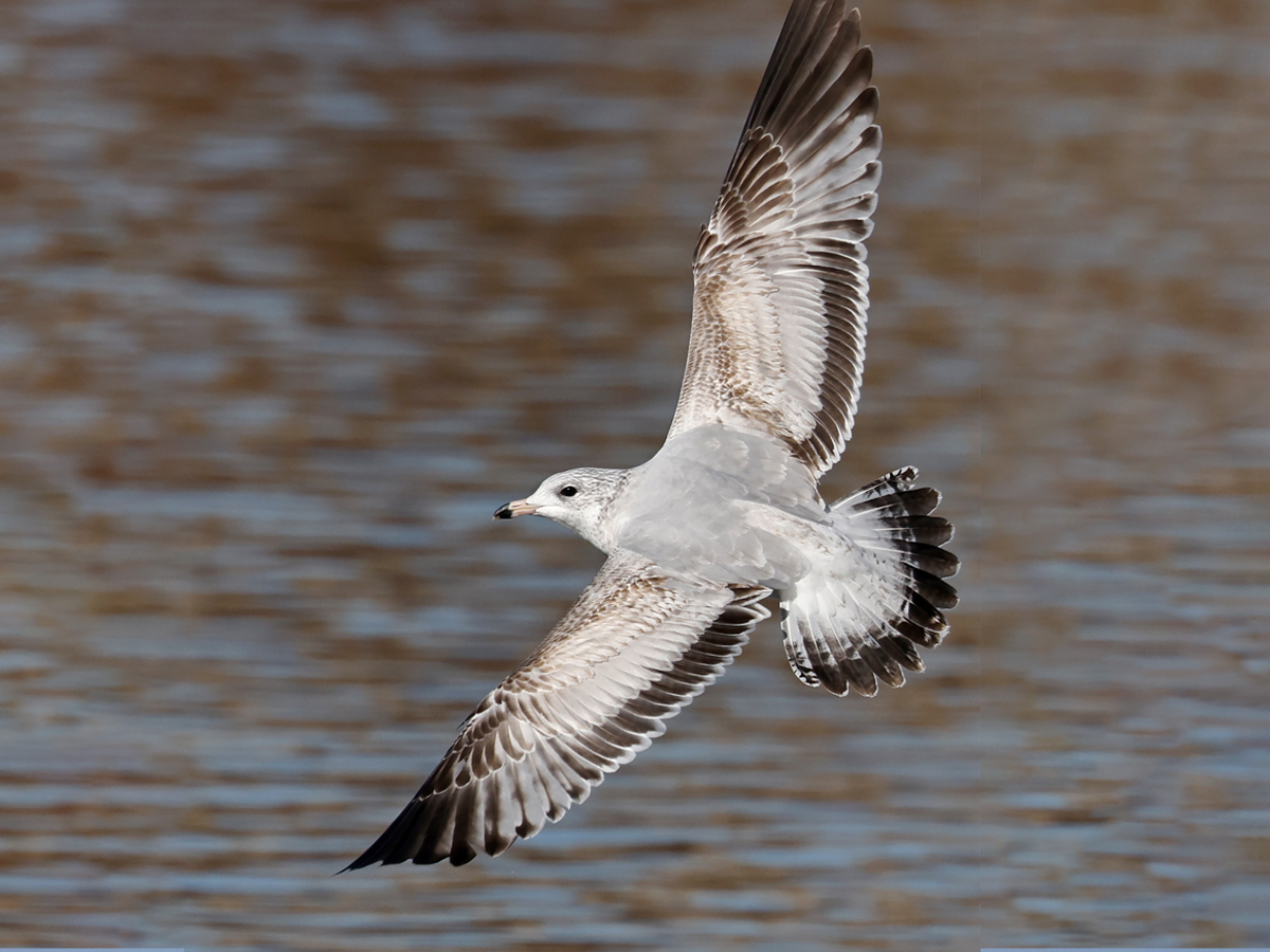A mostly-white bird with brown and white wing feathers and a thinly banded dark tipped tail flies through the air.