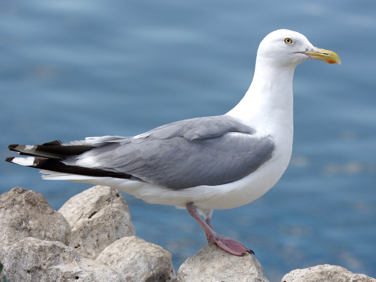 A gull with a yellow bill, thick body and grey wings, and dark wingtips