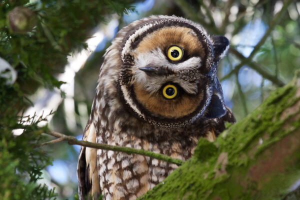 An owl with a disk-shaped face and two bright yellow eyes turns its head sideways, perched in the tree top.