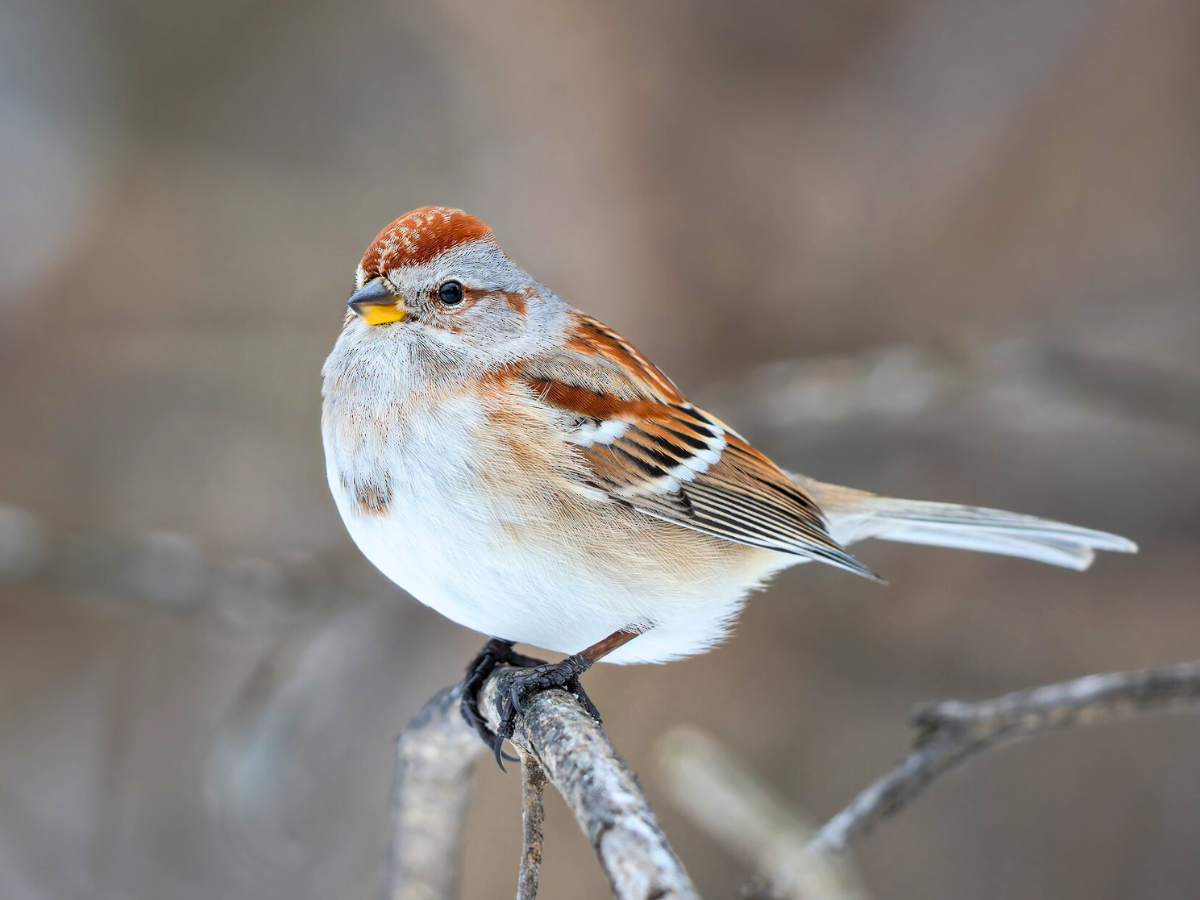 A small bird with a rusty cap, white belly, and patterned wings perched on a thin branch.