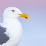 The head of a Western Gull